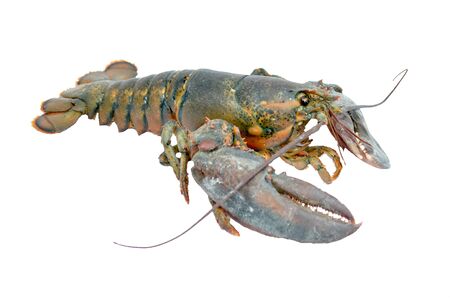 lobster- Homarus americanus- American lobster isolated on white background. This has clipping pathの写真素材