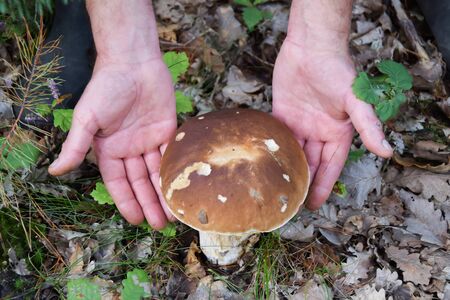 Picking Boletus edulis or cepe mushroomの写真素材