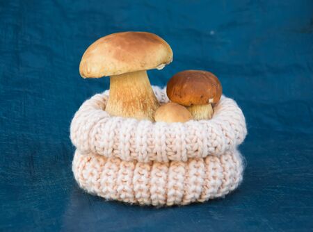 Boletus edulis or cepe mushroom on blue backgroundの写真素材