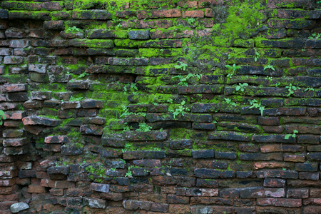 old wall with mos and lichenの写真素材