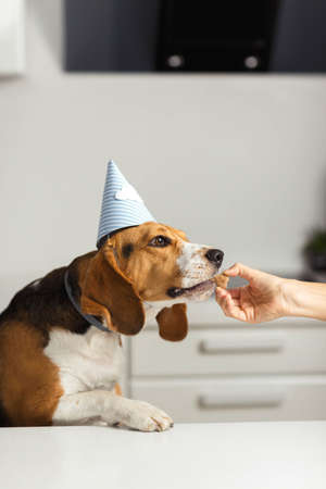 The hostess treats the beagle dog with delicious cookies. Dog birthday. Happy beagle dogsの写真素材