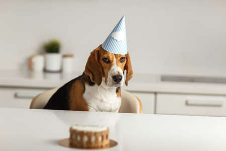 A sad beagle dog is waiting for his birthday cake. Dog portrait in focusの写真素材
