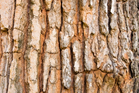 tree bark in the detailの写真素材