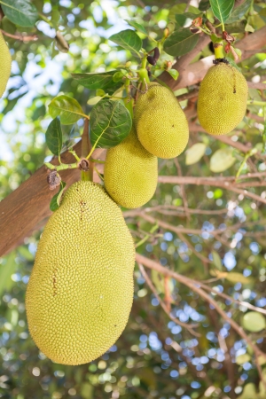 Jackfruit on the brunch