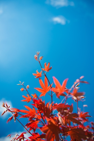 Red maple leaves against the blue skyの写真素材
