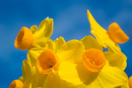 Daffodils flowerの写真素材