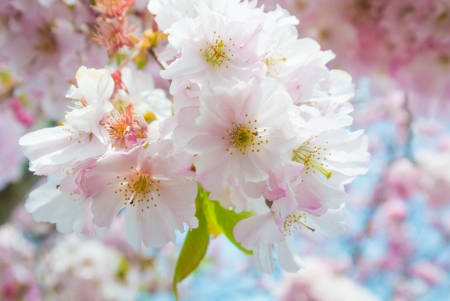 Beautiful pink cherry blossom (Sakura) flower at full bloom in New Zealandの写真素材