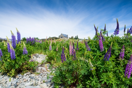 Lupin at Church of the Good Shepherd, Lake Takepo, New Zealandの写真素材