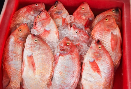 Fresh snapper in seafood market,Thailandの写真素材