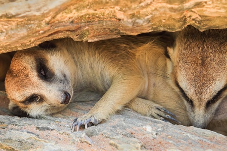  Meerkat sleeping under the rock holeの写真素材
