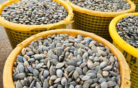 Fresh clams in seafood marketの写真素材