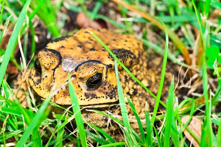 Toad in meadowの写真素材