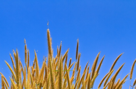 Stems of grass on blue sky background