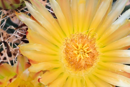 Cactus flower の写真素材
