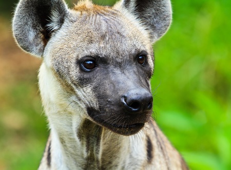 Hyena closeupの写真素材