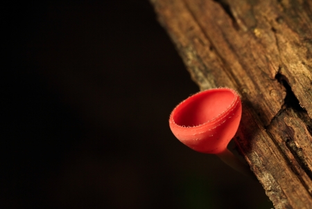 Goblet mushroom closeupの写真素材