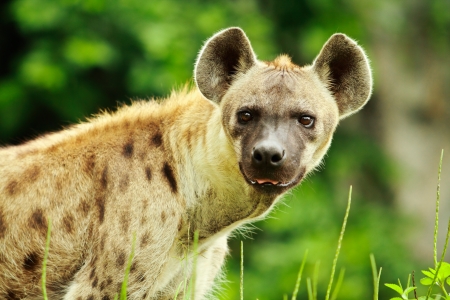 Hyena の写真素材