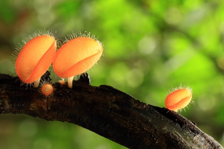 Goblet mushroom の写真素材