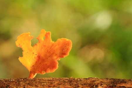 Yellow mushroom in forest