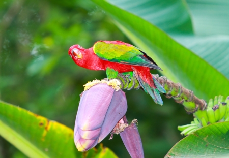 Macaw eating banana blossom