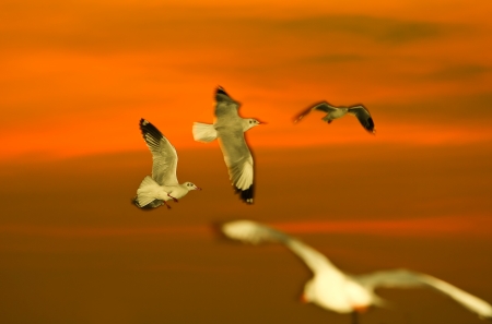 Seagullの写真素材