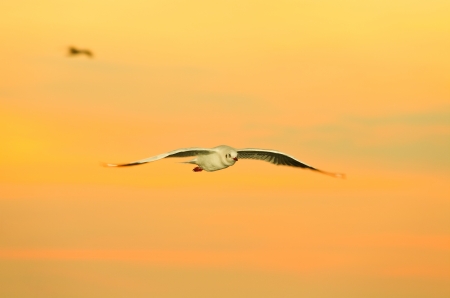 Seagullの写真素材