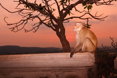 Monkey の写真素材