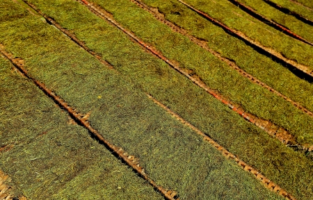 Tobacco lines driedの写真素材