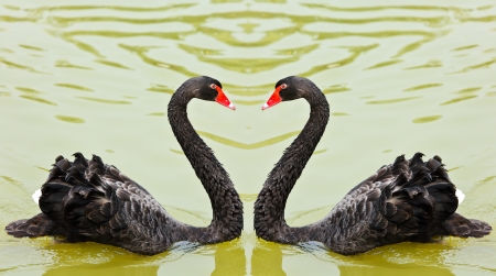 Two black swans romantically together creating a heart shape on the lake の写真素材