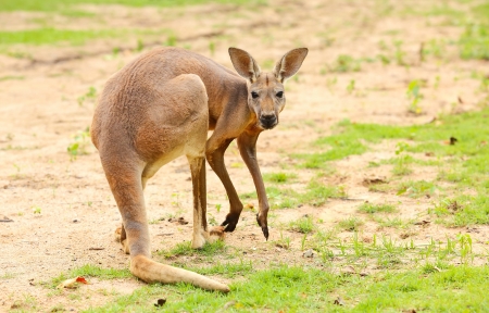 Kangarooの写真素材