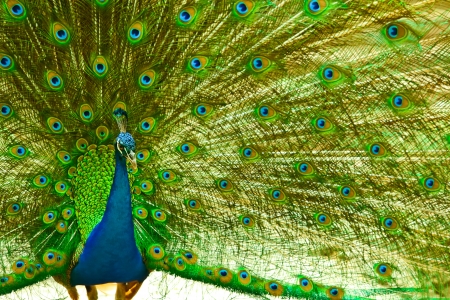 Peacockの写真素材