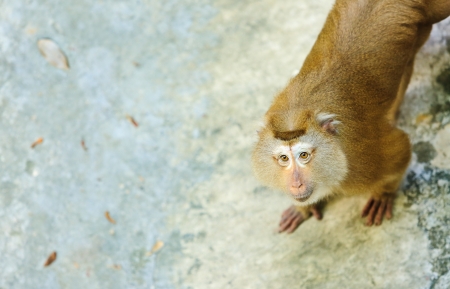  Monkeyの写真素材