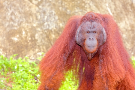Orangutanの写真素材