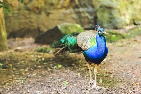  Peacockの写真素材