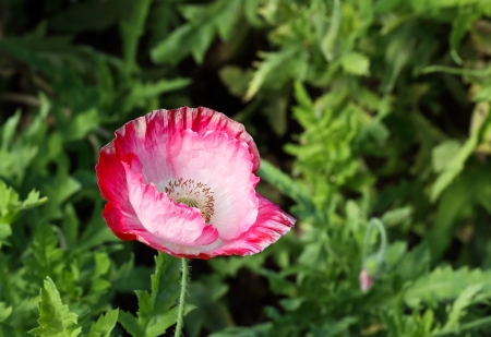 Poppy flowerの写真素材
