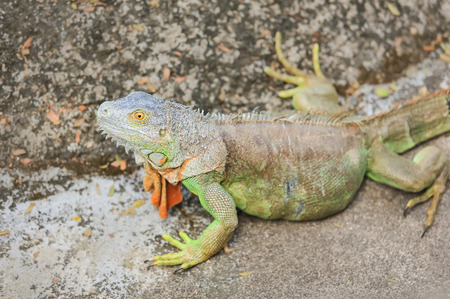 Green lizardの写真素材