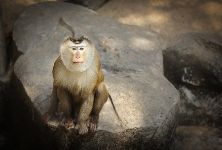 Pig-tailed macaque