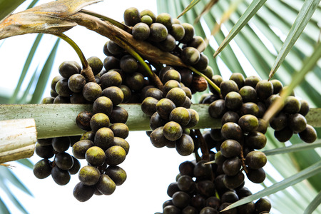 Palm fruits