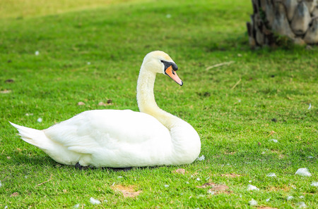 White swanの写真素材