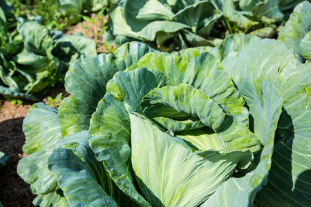 Green collard growing in the gardenの写真素材