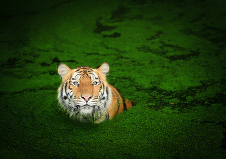 Tigerの写真素材