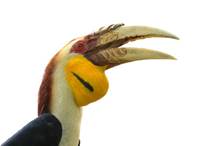 Yellow Billed Hornbill