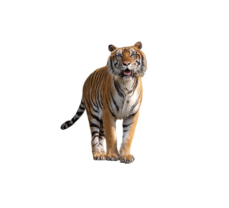 Siberian tiger isolated on white with clipping pathの写真素材