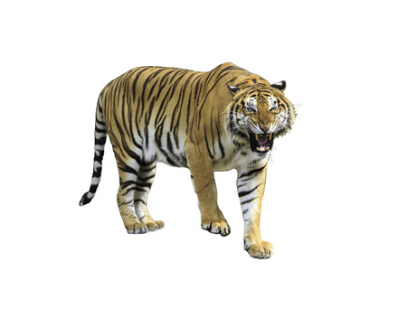 Siberian tiger isolated on white with clipping pathの写真素材