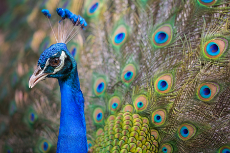Peacock spreading his tailの写真素材