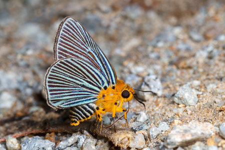 Green-streaked Awlet butterflyの写真素材