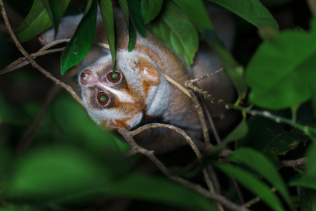 Slow loris on treeの写真素材