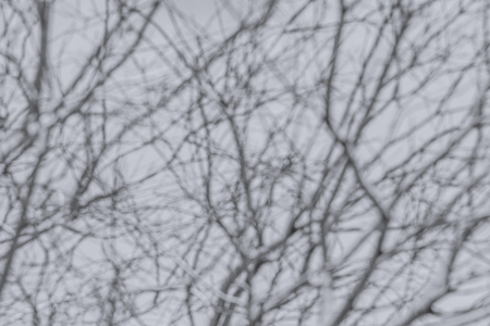 Blurred photo of dried tree branch with gray color backgroundの写真素材