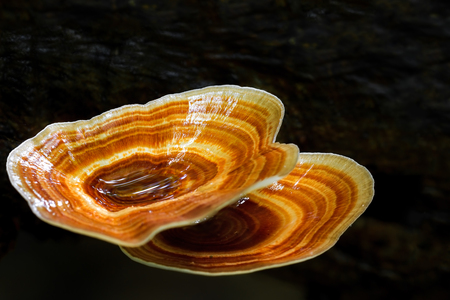 Brown mushrooms growing in rainforest