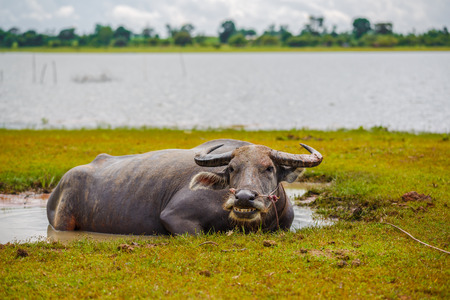 Water buffalo bathing in the pondの写真素材